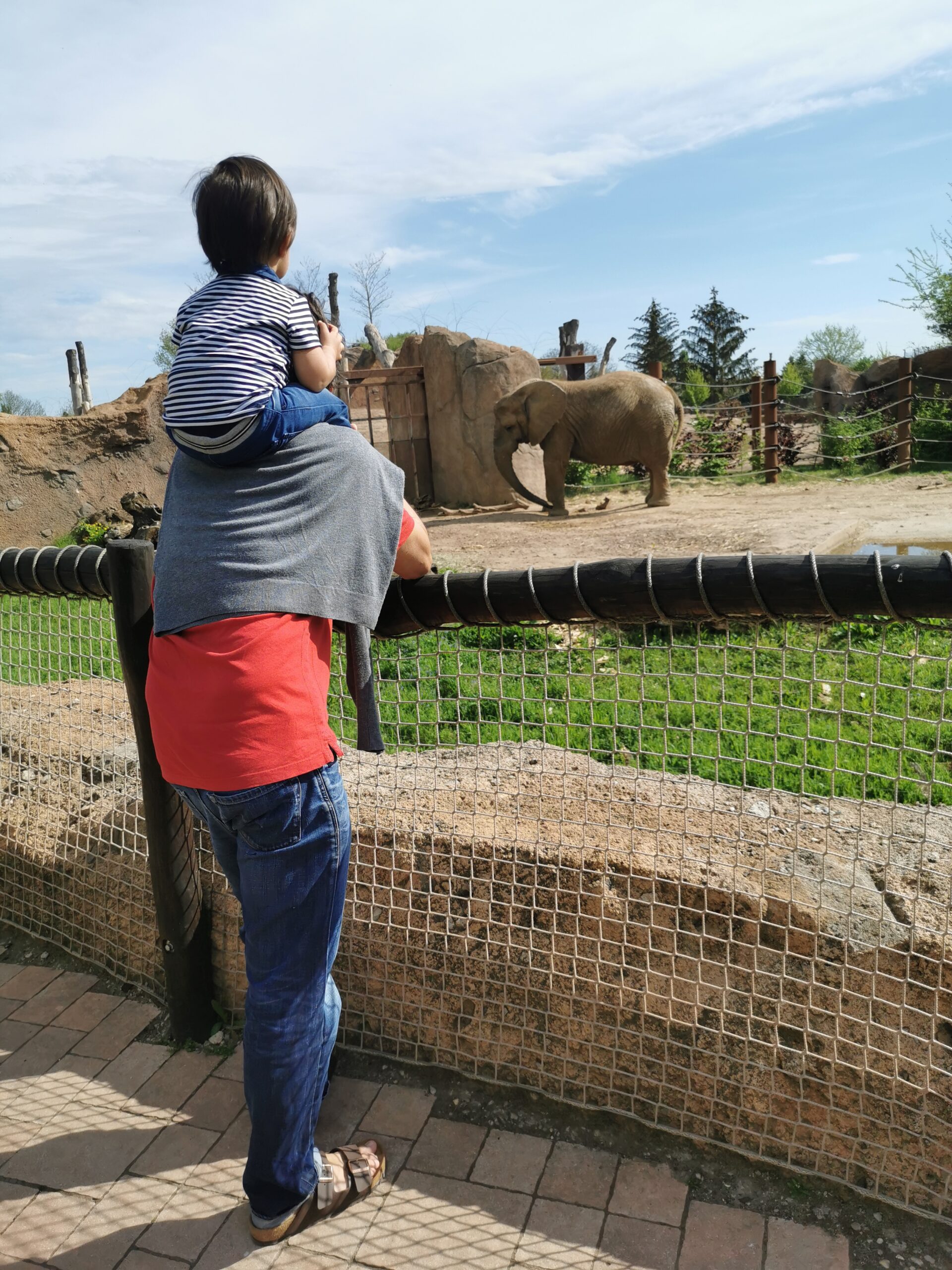 動物園でゾウを見る親子