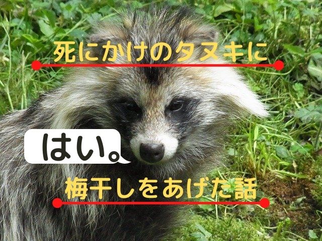 死にかけのタヌキに梅干しをあげた話