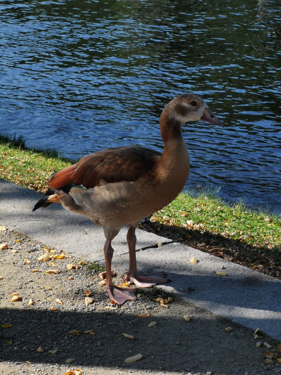 ドイツ・ポツダムで見かけた謎の鳥
